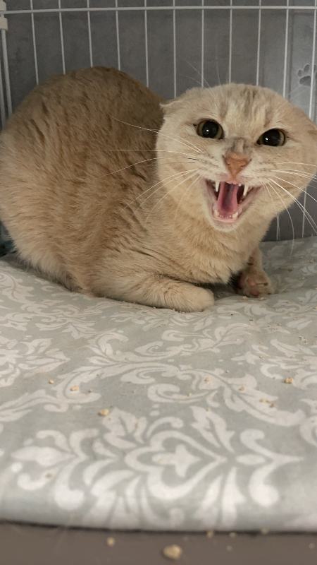 トコ