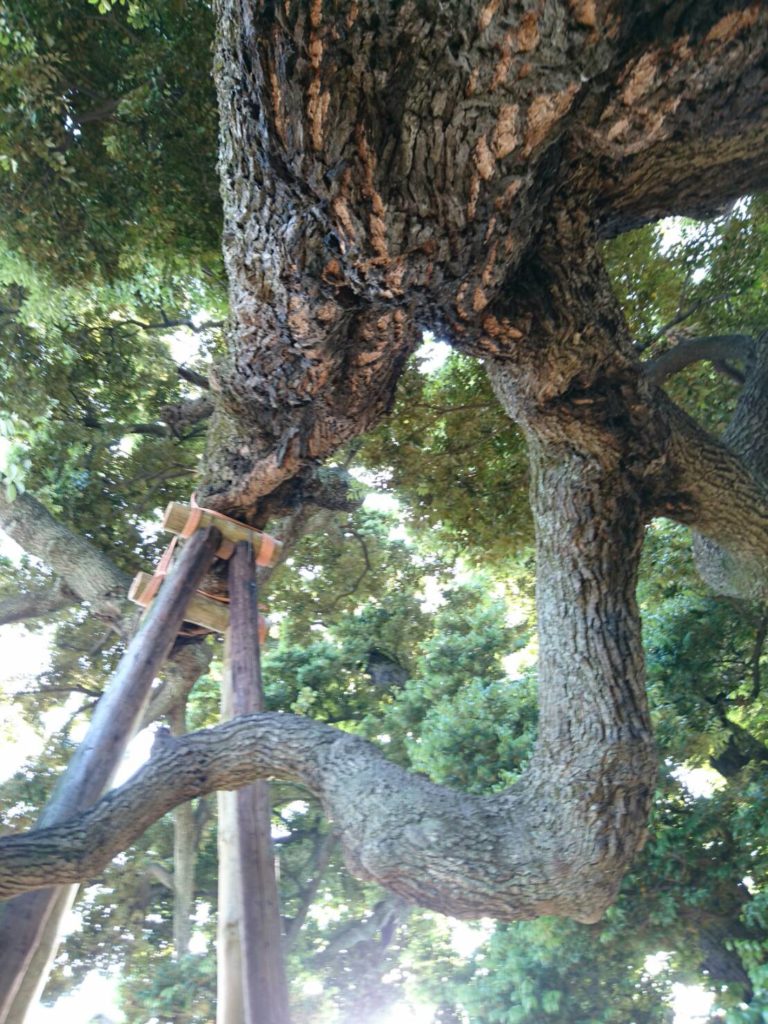 九重神社 社殿